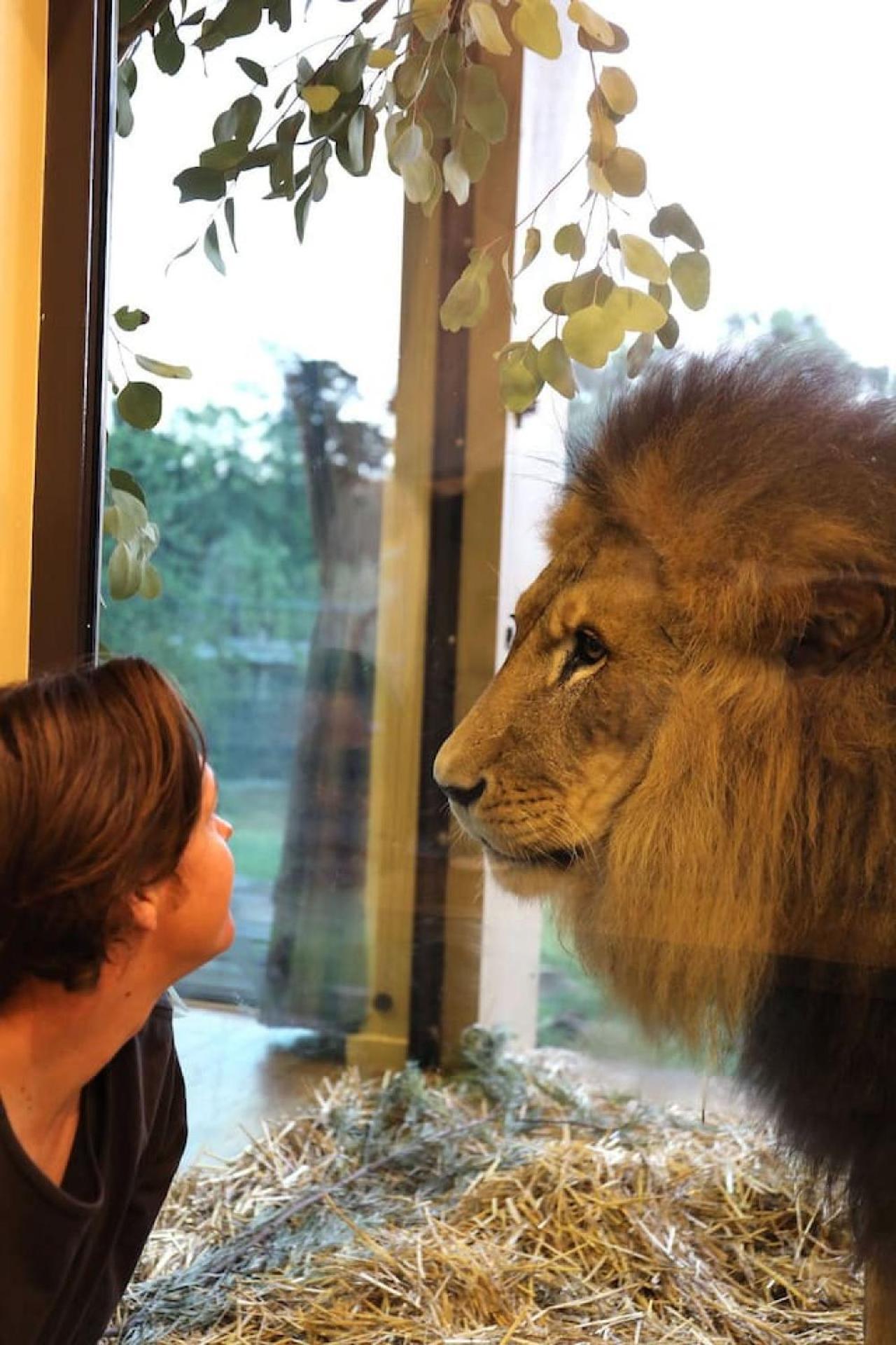 Big Cat Bungalows At The Haven - Lion 2 Canastota ภายนอก รูปภาพ